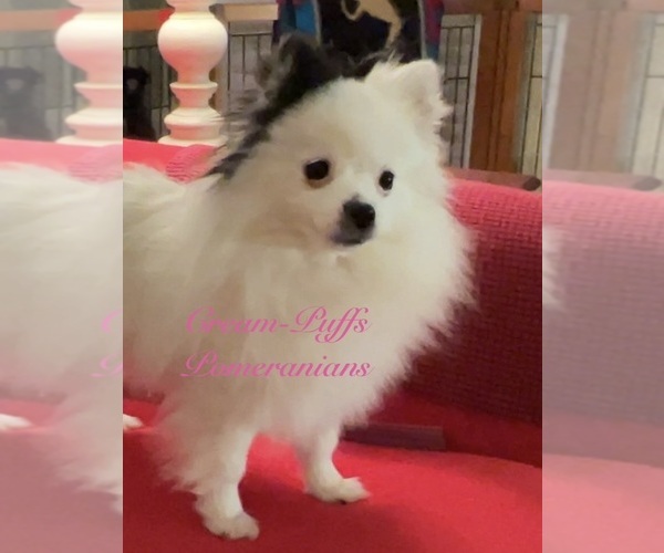 Medium Photo #1 Pomeranian Breeder Profile in KENNESAW, GA, USA