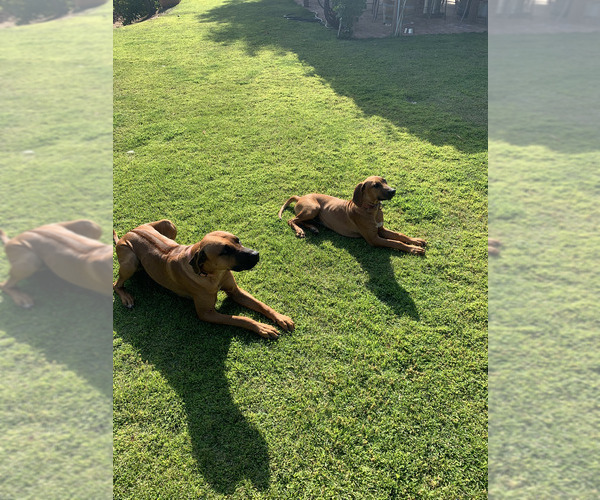 Medium Photo #6 Rhodesian Ridgeback Breeder Profile in RIVERSIDE, CA, USA
