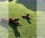 Small Photo #6 Rhodesian Ridgeback Breeder Profile in RIVERSIDE, CA, USA