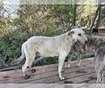 Small Photo #2 Irish Wolfhound-Poodle (Standard) Mix Breeder Profile in CEDAREDGE, CO, USA