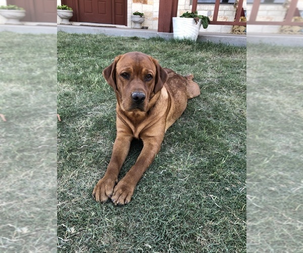 Medium Photo #8 Labrador Retriever Breeder Profile in BLUFF DALE, TX, USA