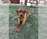 Small Photo #8 Labrador Retriever Breeder Profile in BLUFF DALE, TX, USA