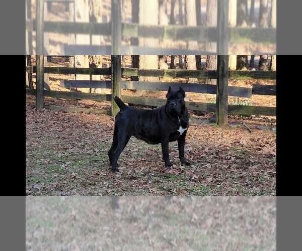 Medium Photo #11 Cane Corso Breeder Profile in BEAVERDAM, VA, USA