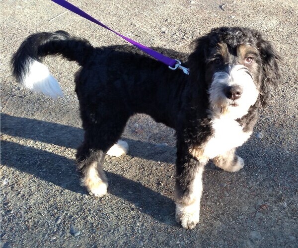 Medium Photo #6 Bernedoodle Breeder Profile in BONNERS FERRY, ID, USA