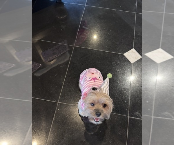 Medium Photo #6 Morkie Breeder Profile in CHICAGO, IL, USA