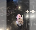 Small Photo #6 Morkie Breeder Profile in CHICAGO, IL, USA