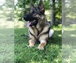 Small Photo #16 German Shepherd Dog Breeder Profile in PERKINSVILLE, VT, USA
