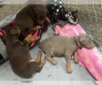 Small Photo #4 Doberman Pinscher Breeder Profile in CLAIR MEL, FL, USA