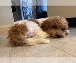 Small Photo #5 Poochon Breeder Profile in AUBURN, MA, USA