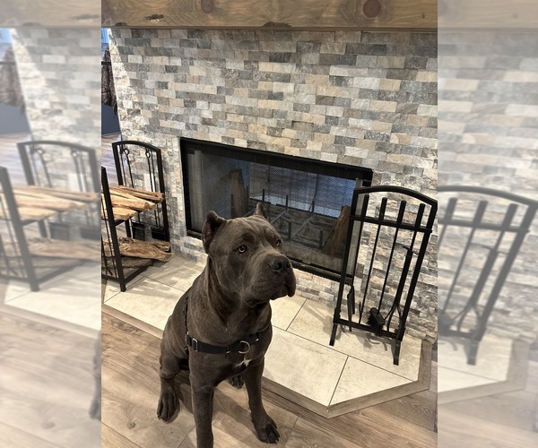 Medium Photo #1 Cane Corso Breeder Profile in REEVESVILLE, SC, USA