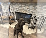 Small Photo #1 Cane Corso Breeder Profile in REEVESVILLE, SC, USA
