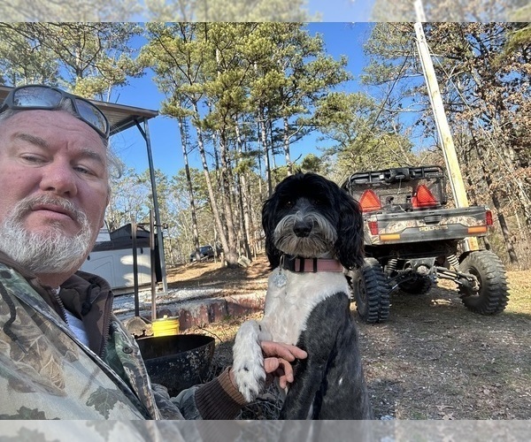 Medium Photo #10 Portuguese Water Dog Breeder Profile in BAYTOWN, TX, USA