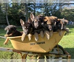 Small Photo #10 German Shepherd Dog Breeder Profile in PERKINSVILLE, VT, USA