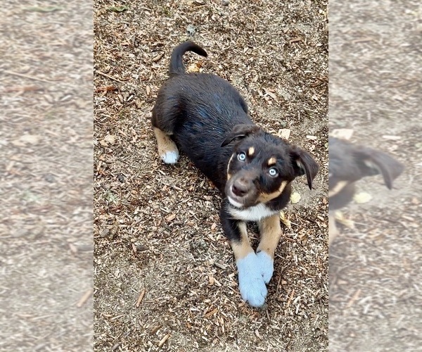 Medium Photo #13 Border Kelpie Breeder Profile in CAMAS, WA, USA