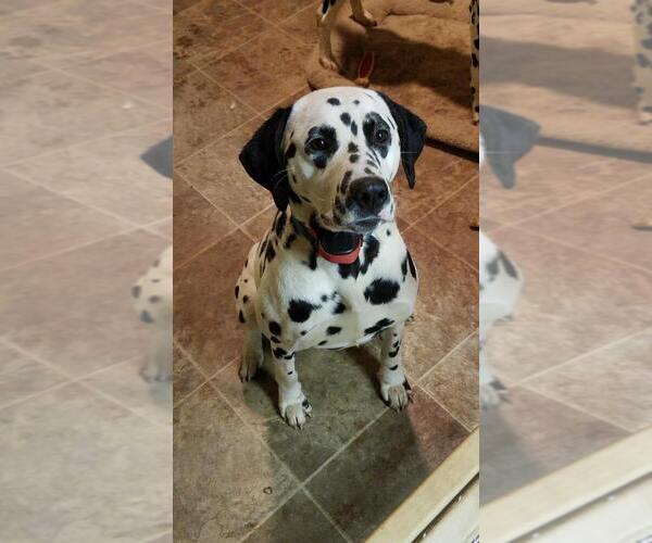 Medium Photo #2 Dalmatian Breeder Profile in LEIPSIC, OH, USA