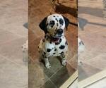 Small Photo #2 Dalmatian Breeder Profile in LEIPSIC, OH, USA