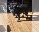 Small Photo #3 Pug Breeder Profile in NEW IPSWICH, NH, USA
