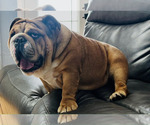 Small Photo #4 Bulldog Breeder Profile in LOCUST, NC, USA