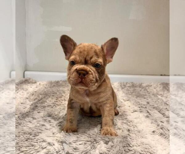 Medium Photo #1 French Bulldog Breeder Profile in SAN DIEGO, CA, USA