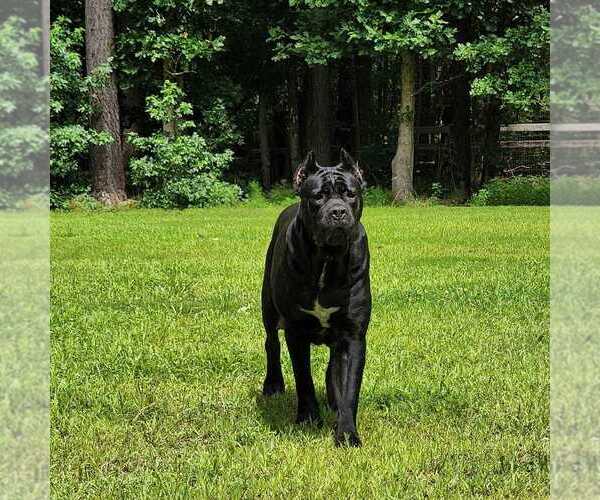 Medium Photo #12 Cane Corso Breeder Profile in BEAVERDAM, VA, USA