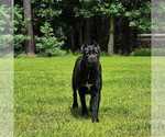 Small Photo #12 Cane Corso Breeder Profile in BEAVERDAM, VA, USA