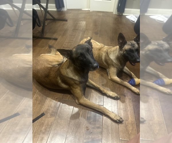 Medium Photo #4 Belgian Malinois Breeder Profile in ATHENS, AL, USA