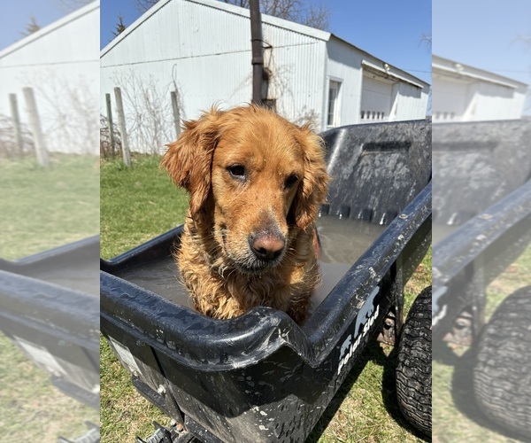 Medium Photo #1 Golden Retriever Breeder Profile in ROCHESTER, MN, USA