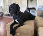 Small Photo #2 Great Dane Breeder Profile in LANGHORNE, PA, USA