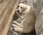 Small Photo #5 English Cream Golden Retriever Breeder Profile in SPOTSYLVANIA, VA, USA