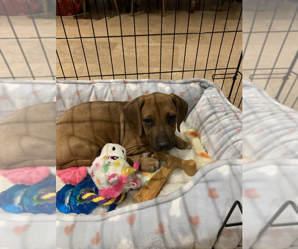Medium Photo #15 Rhodesian Ridgeback Breeder Profile in RIVERSIDE, CA, USA