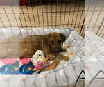 Small Photo #15 Rhodesian Ridgeback Breeder Profile in RIVERSIDE, CA, USA