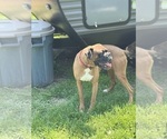 Small Photo #1 Boxer Breeder Profile in LANSING, MI, USA