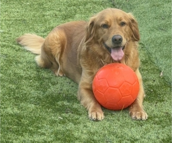 Medium Photo #1 Golden Shepherd Breeder Profile in OCEANSIDE, CA, USA