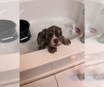 Small Photo #3 English Bulldog Breeder Profile in HOUSTON, TX, USA