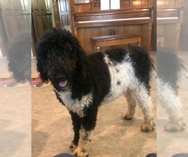 Medium Photo #1 Bernedoodle Breeder Profile in AUGUSTA, WV, USA