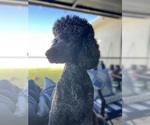 Small Photo #3 Goldendoodle Breeder Profile in GIBSONTON, FL, USA