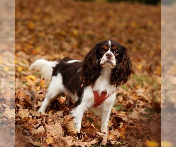 Medium Photo #1 Cavalier King Charles Spaniel Breeder Profile in JACKSON, OH, USA