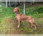 Small Photo #5 Golden Retriever Breeder Profile in ROCHESTER, MN, USA