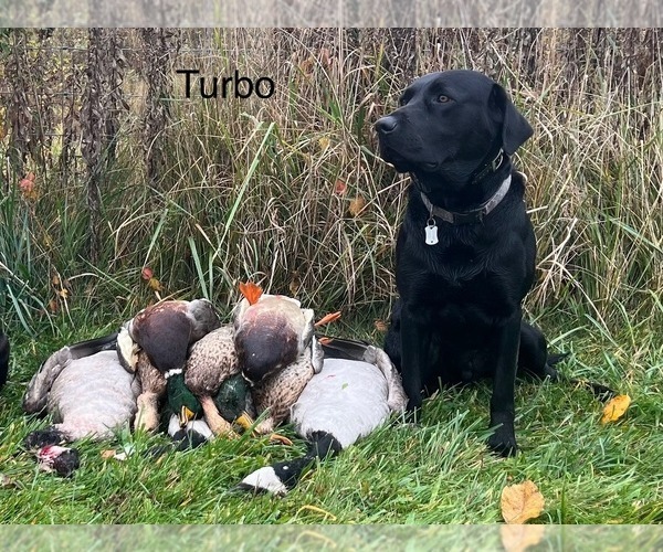 Medium Photo #1 Labrador Retriever Breeder Profile in FREDERICKSBG, OH, USA