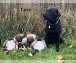 Small Photo #1 Labrador Retriever Breeder Profile in FREDERICKSBG, OH, USA