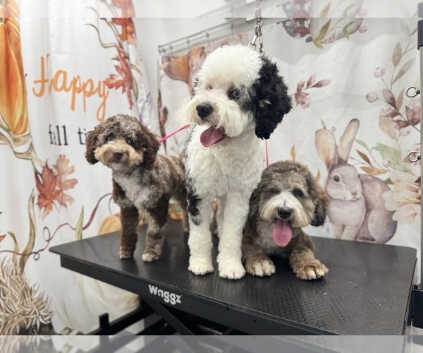 Medium Photo #2 Bernedoodle (Miniature) (+ Poodle Miniature) Breeder Profile in BREA, CA, USA