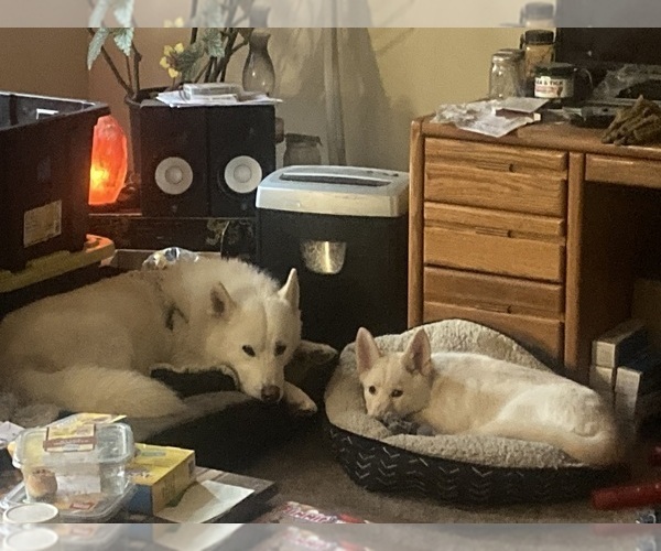 Medium Photo #13 Swiss Shepherd-Timber Wolf Mix Breeder Profile in MAD RIVER, CA, USA