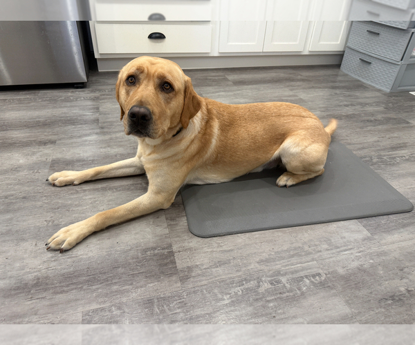 Medium Photo #4 Labrador Retriever Breeder Profile in BILLINGS, MT, USA