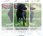 Small Photo #5 Labrador Retriever Breeder Profile in FREDERICKSBG, OH, USA