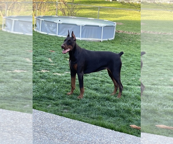 Medium Photo #3 Doberman Pinscher Breeder Profile in MACOMB TOWNSHIP, MI, USA