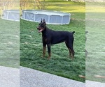 Small Photo #3 Doberman Pinscher Breeder Profile in MACOMB TOWNSHIP, MI, USA