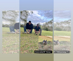 Small Photo #2 French Bulldog Breeder Profile in GREENVILLE, SC, USA