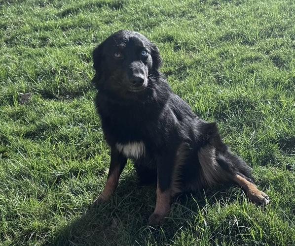 Medium Photo #2 Australian Shepherd Breeder Profile in CHRISTIANA, TN, USA