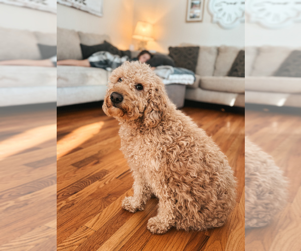 Medium Photo #1 Goldendoodle (Miniature) Breeder Profile in ASH GROVE, MO, USA