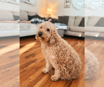 Small Photo #1 Goldendoodle (Miniature) Breeder Profile in ASH GROVE, MO, USA